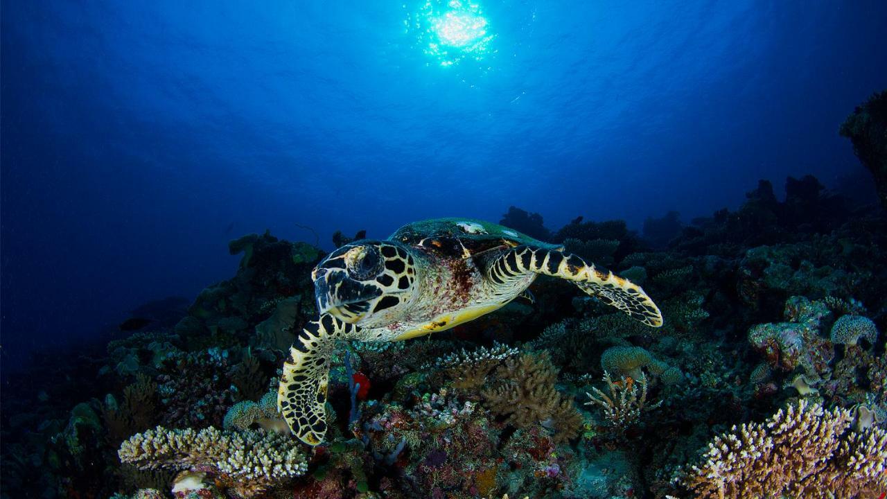Vakkaru Maldives - 30 Percent Off On Seaplane Transfers For Stays Until 19 Dec 2025 Thulhaadhoo Esterno foto